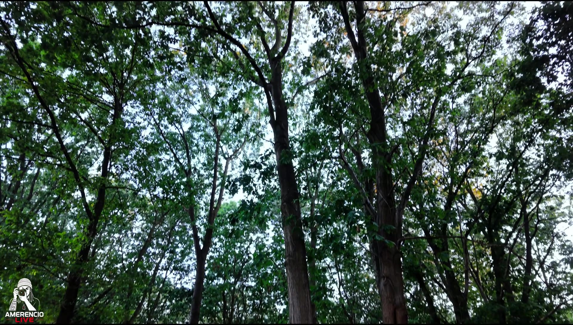 Hoge bomen en bladerdak