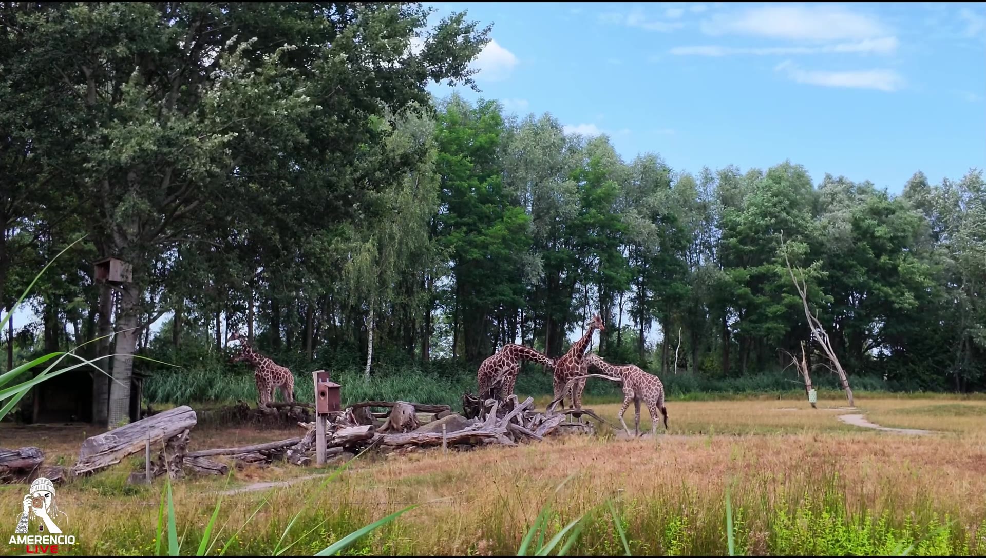 Apen in een groene omgeving